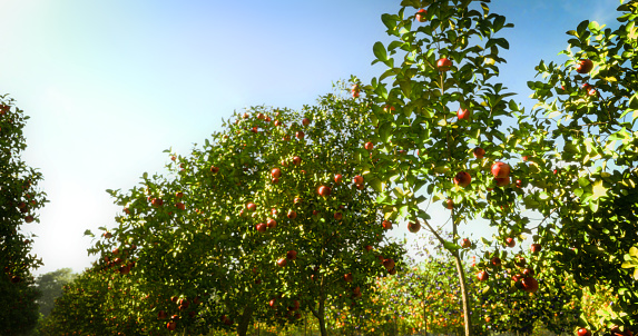 Apple tree in an apple orchard with a pile of fallen red apples on the grass
