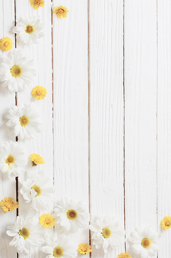 white chrysanthemum and yellow coltsfoot on white wooden background