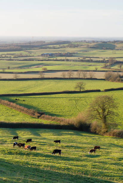 istock Cattle farming in UK farmland with fields and hedgerow 1304569724