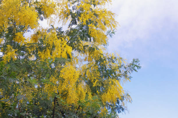 istock Flowers of Acacia dealbata tree 1304570655