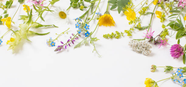 istock beautiful wild flowers on white background 1304570929
