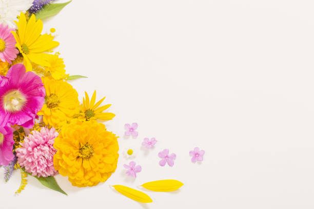 yellow and pink flowers on white background