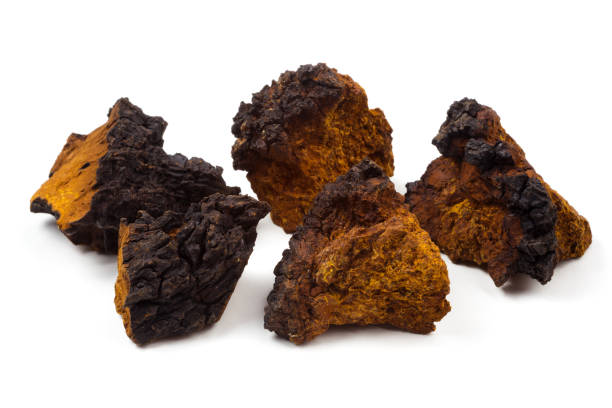 chaga mushroom pieces isolated on white background. inonotus obliquus. - bitching imagens e fotografias de stock