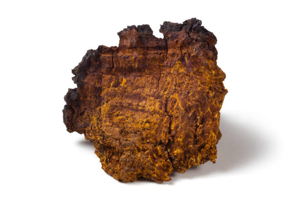 chaga mushroom (inonotus obliquus) on a white background - bitching imagens e fotografias de stock