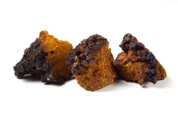 varias piezas de seta de chaga (inonotus obliquus) sobre un fondo blanco - bitching fotografías e imágenes de stock