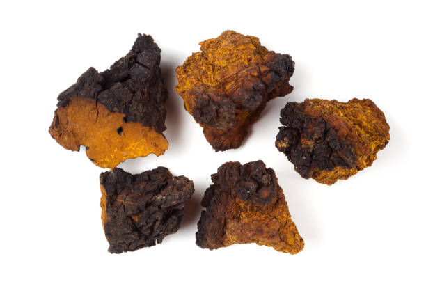 chaga pilzstücke auf weißem hintergrund. inonotus obliquus. ansicht von oben - bitching stock-fotos und bilder