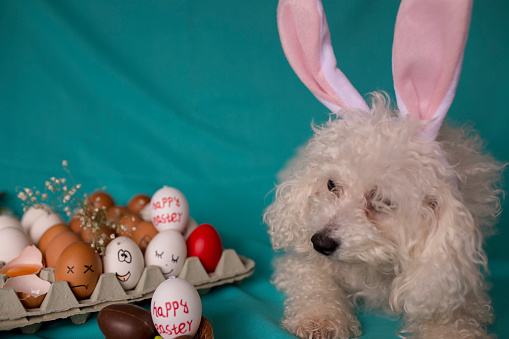 Cute little white dog with an Easter colored egg and rabbit ears