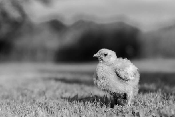 Little chick standing on the grass in Turkey