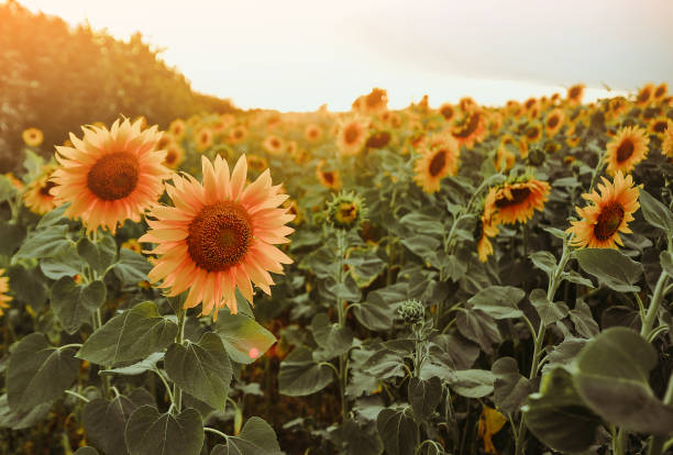istock Sunflowers field on blue background. 1304572492