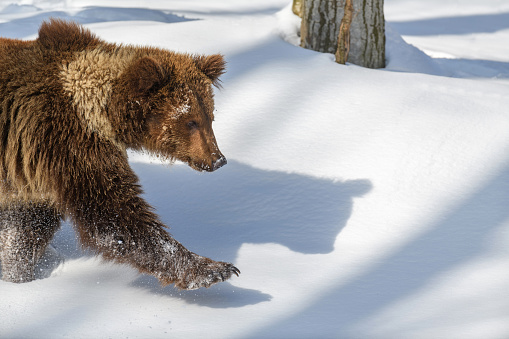 Wild adult Brown Bear (Ursus Arctos) in the winter forest. Dangerous animal in natural habitat. Wildlife scene