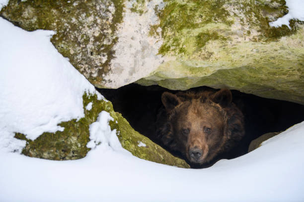 oso pardo mira fuera de su guarida en el bosque bajo una gran roca en invierno - winter bear fotografías e imágenes de stock
