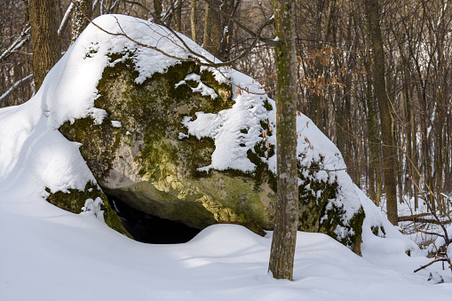 Den bear (Ursus arctos) in the woods under a large rock in winter