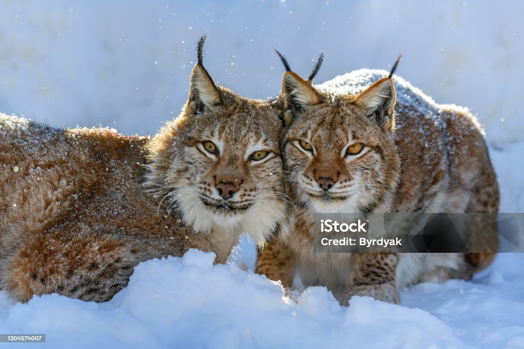 Two Lynx In The Snow Wildlife Scene From Winter Nature Stock Photo -  Download Image Now - iStock