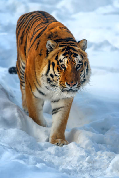 istock Beautiful wild siberian tiger on snow 1304574026