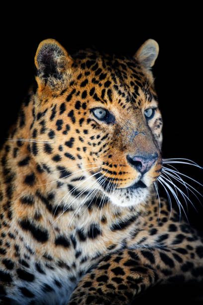 istock Close up big leopard isolated on black background 1304574028