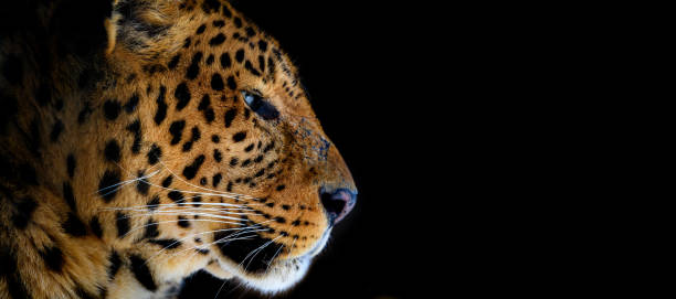 istock Close up big leopard isolated on black background 1304574033