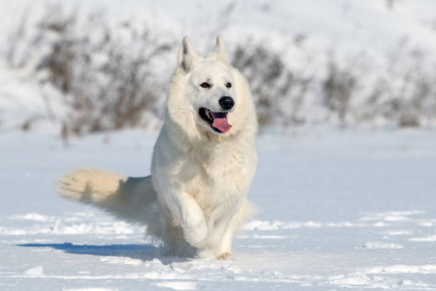 istock White Swiss Shepherd dog running on snow 1304574040