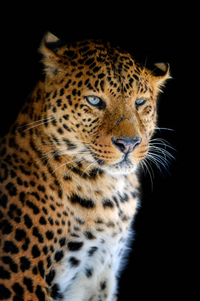 istock Close up big leopard isolated on black background 1304574042