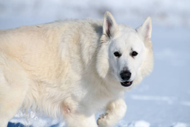 istock White Swiss Shepherd dog running on snow 1304574054