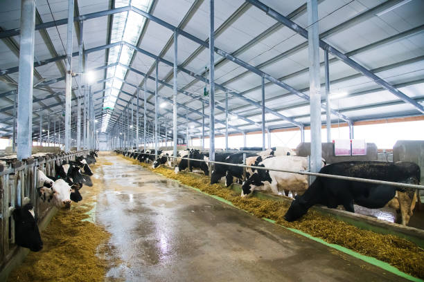 istock Cows on the farm in winter. Dairy cows 1304574063