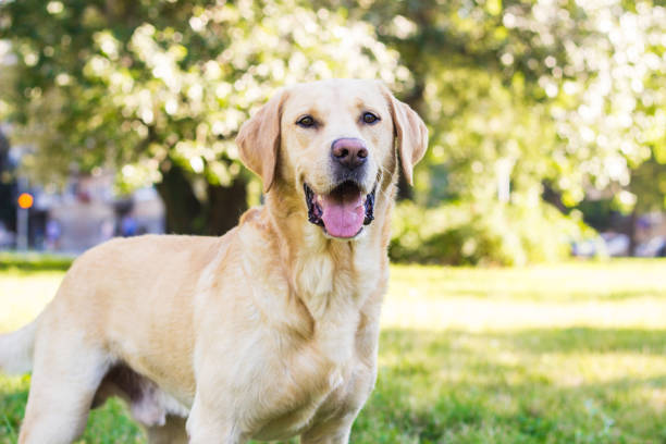 Smiling labrador dog in the city park portrait. Smiling and looking at camera