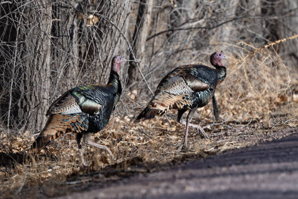 istock Colorful wild turkeys crossing road 1304574070