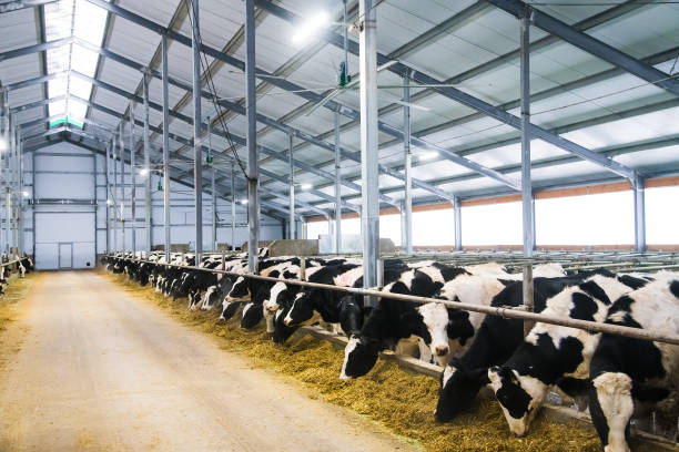 istock Cows on the farm in winter. Dairy cows 1304574122