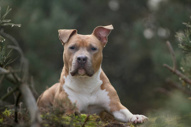 istock american staffordshire terrier 1304574123