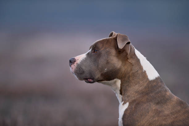 american staffordshire terrier - Ammstaf Power mammal