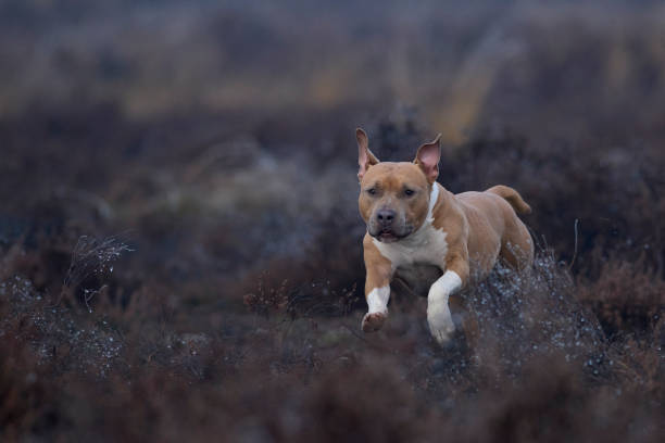 american staffordshire terrier american staffordshire terrier - Ammstaf Power mammal american staffordshire terrier stock pictures, royalty-free photos & images