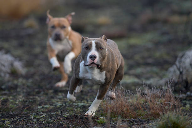 istock american staffordshire terrier 1304574960