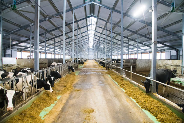 istock Cows on the farm in winter. Dairy cows 1304575210