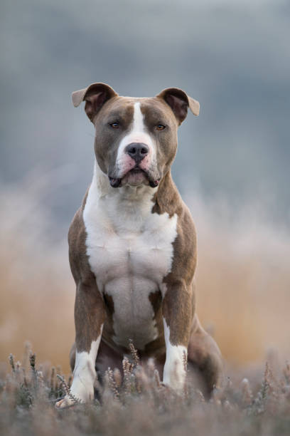 american staffordshire terrier american staffordshire terrier - Ammstaf Power mammal american staffordshire terrier stock pictures, royalty-free photos & images