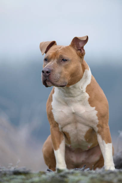 istock american staffordshire terrier 1304575429