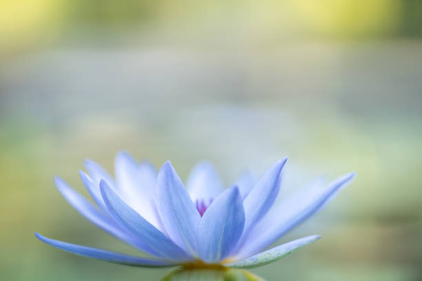 nahaufnahme von weißem und hellblauem wasser lotus im teich mit grünem blatt als naturflora hintergrund deckblatt konzept. - lotus seerose fotos stock-fotos und bilder