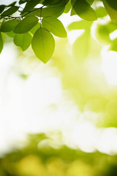 istock Beautiful nature view green leaf on blurred greenery background under sunlight with bokeh and copy space using as background natural plants landscape, ecology wallpaper concept. 1304575604