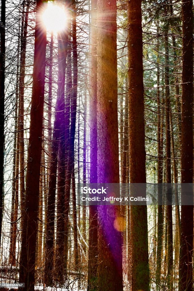 Light of day A stand of spruce trees in the winter sun Beauty In Nature Stock Photo