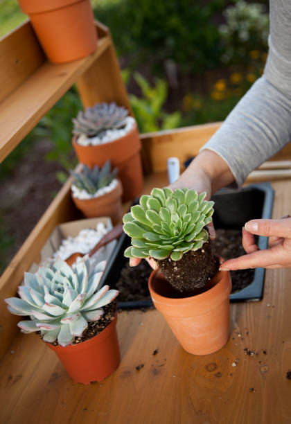 istock Planting Succulent Plants 1304578322
