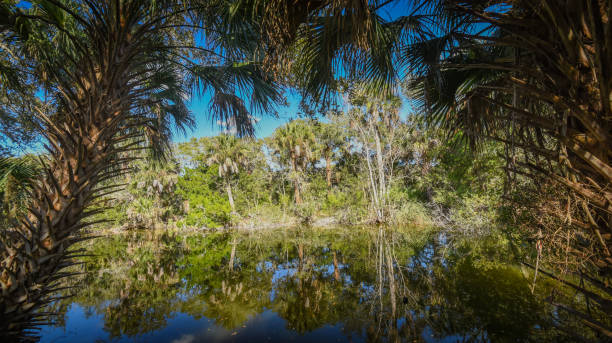 istock Beautiful and natural Floridian Park 1304580085
