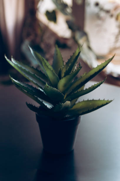 istock small cactus on a black background, top view. blooming cactus 1304580283