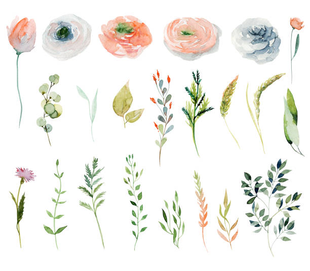 ilustrações, clipart, desenhos animados e ícones de conjunto de flores rosa e vermelhas de mola de aquarela e ramos verdes; ilustrações isoladas pintadas à mão em um fundo branco - ranunculus asiaticus