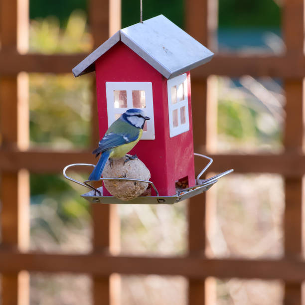 istock blue tit on a feeder filled with grain 1304581189