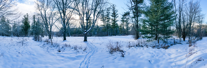 snow-covered trees felled by a beaver to create a dam, the middle Urals, the beginning of winter