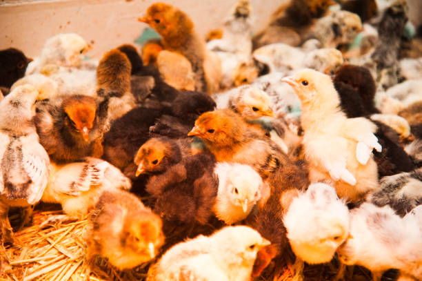 istock Lots of little chickens 1304581482
