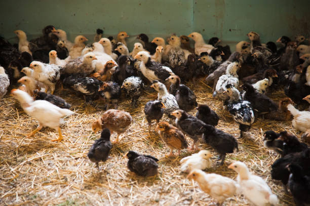 istock Lots of little chickens 1304582876