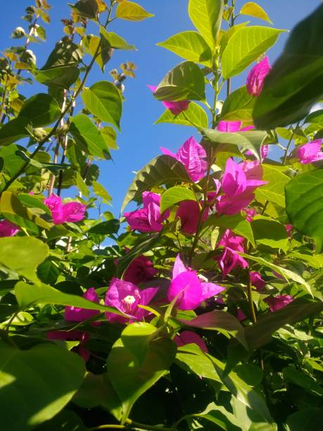 istock Bougainvillea flower 1304584069