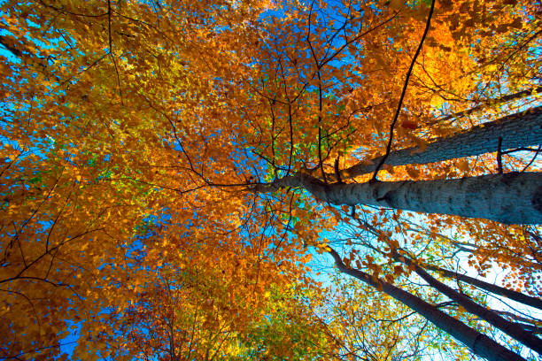 Autumn maple trees and blue sky background