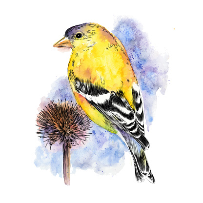 A goldfinch sitting on dried echinacea seeds in winter. Watercolor and Ink drawing. EPS10 Vector Illustration