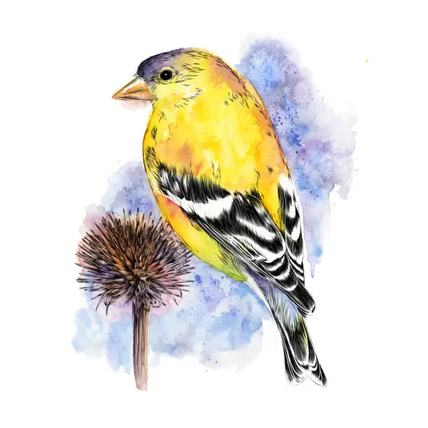 Vector illustration of Goldfinch Sitting on Echinacea Flower in Winter. Watercolor and Ink. EPS10 Vector Illustration