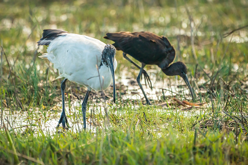 African sacred ibis (Threskiornis aethiopicus) escaped from a zoo of France in the Natural Park of the Marshes of Ampurdán, Girona, Catalonia, Spain.